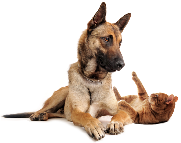 animals